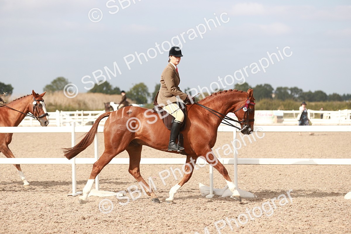 SBM_17473 - Class 215 Ridden Hack/ Riding Horse