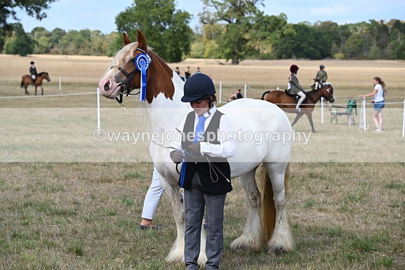 WJ6_6703 - Class 20 In-hand Cob