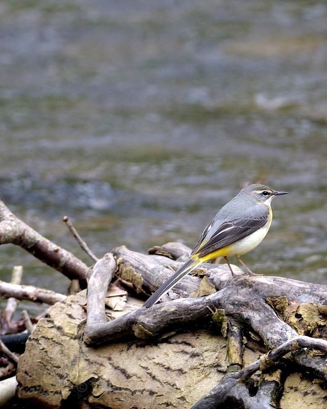 2012-03-23-15-15-34 NIKON D300 300mm f56 1-160 iso400 - Birds