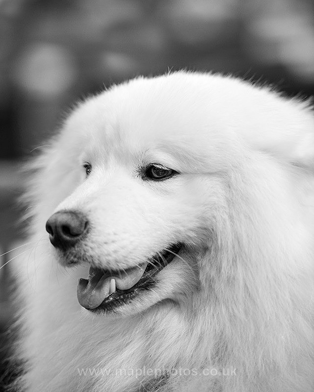 Samoyed Portrait - Dogs!