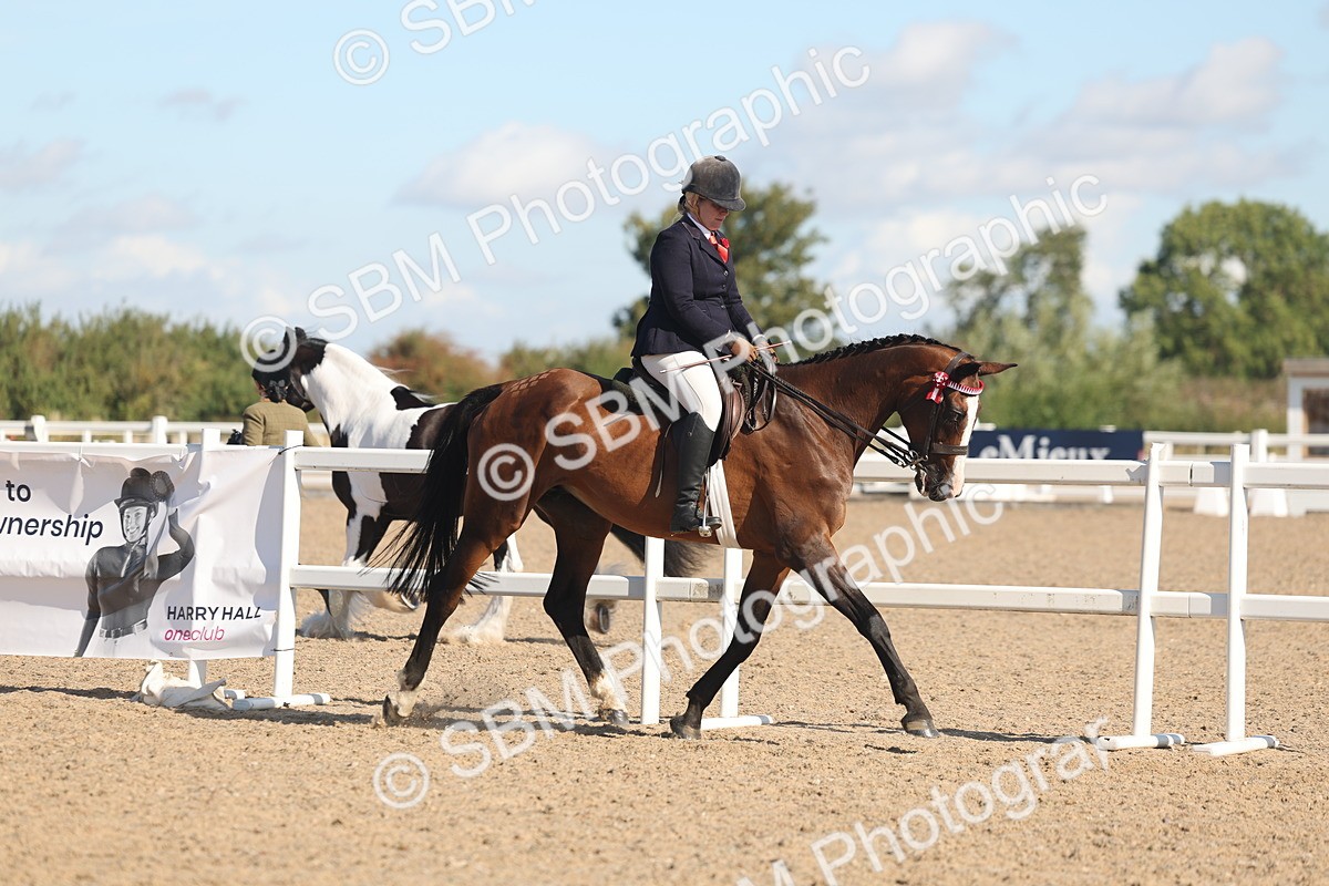 SBM_12990 - Class 305 - Ridden Foreign Breed Pure Bred