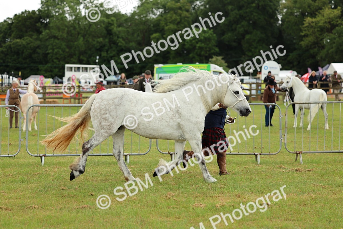 SBM_00488 - Class 58-67 - M&M Non Welsh Pony In hand