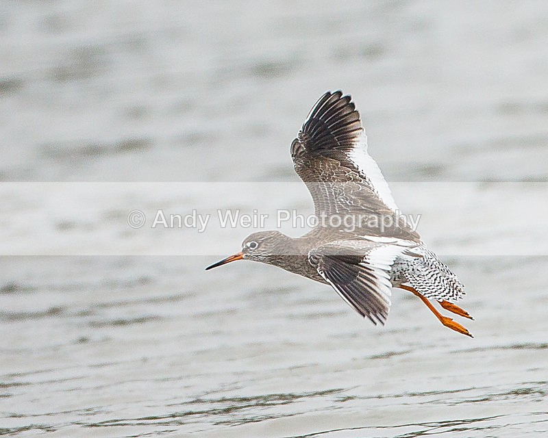 20131001-3K8A6578 - Redshank