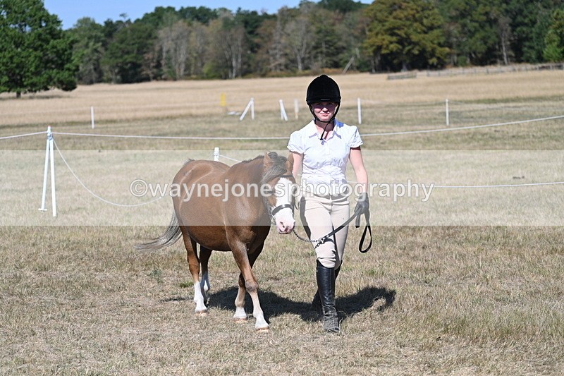 WJ7_1482 - Class 42 Most Handsome Gelding