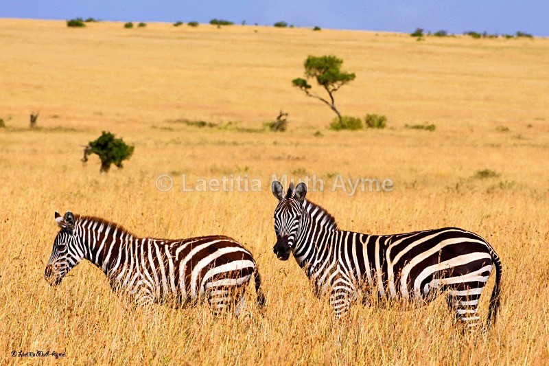 IMG_1398 Maasai Mara - Zebras