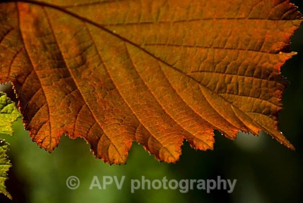 60 - Petals and Leaves