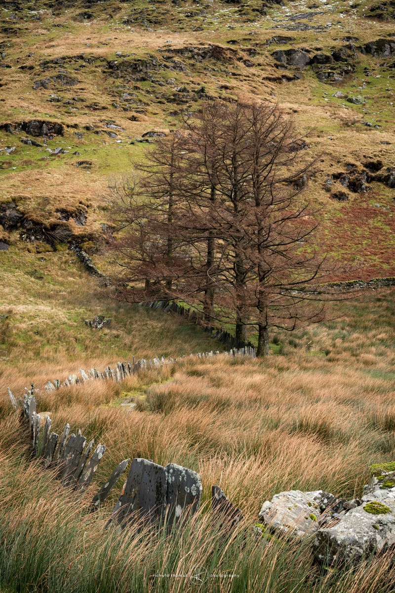 Draw i'r Llarwydd - Quarry