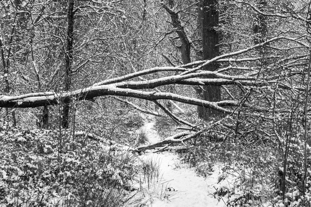 Snowfallen - WINTER