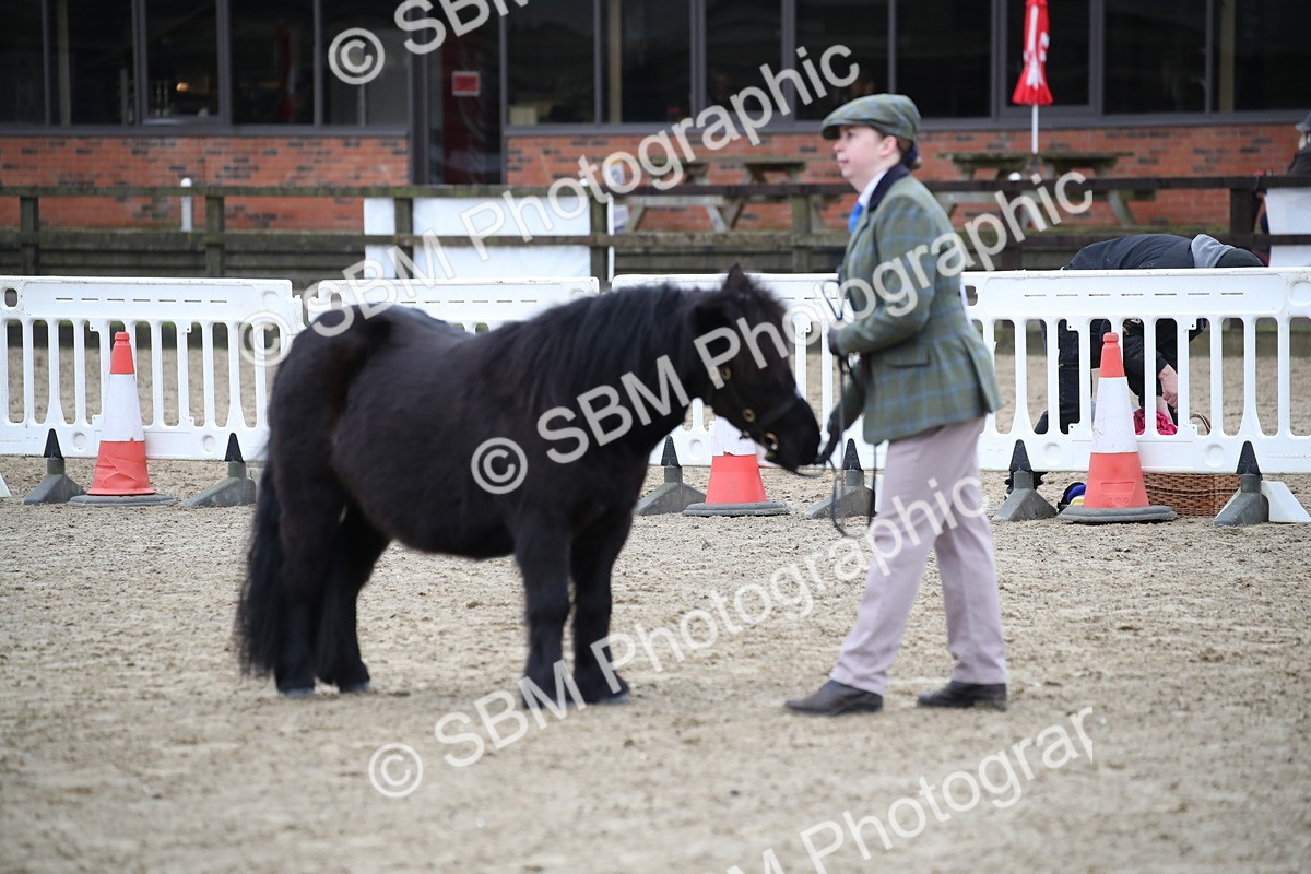 SBM_004111 - Class 1-4 - Young Stock classes Inc. In Hand Championship
