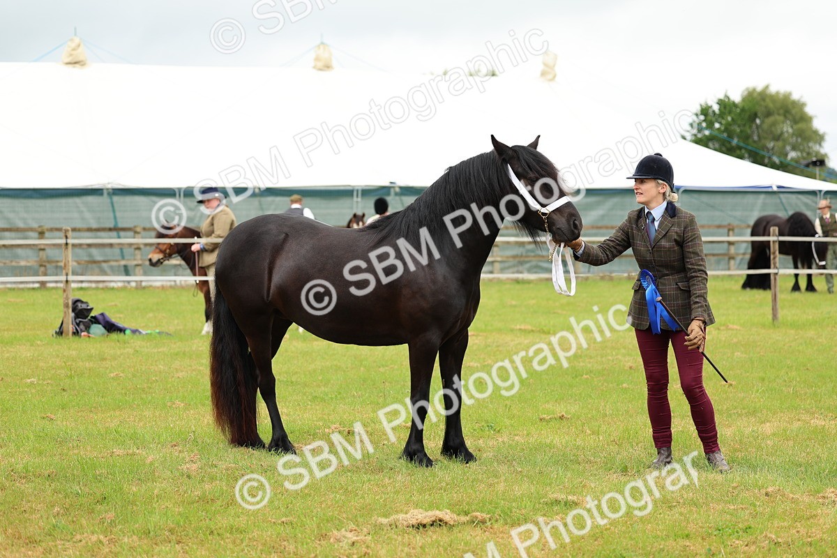 SBM_00442 - Class 58-67 - M&M Non Welsh Pony In hand