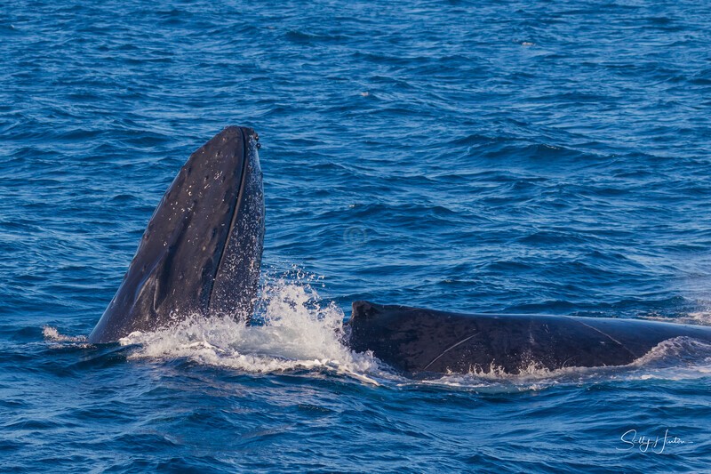 HB Heat Run6. 0A3A6952 - 2025 Hervey Bay Whales