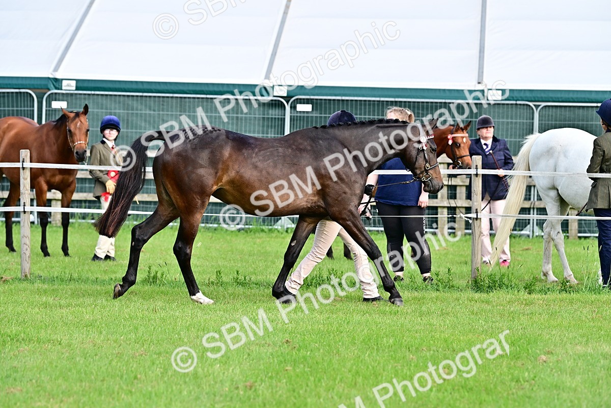 SBM_00073 - Class 46-49 - Arab and Part Bed-Anglo Arab In Hand