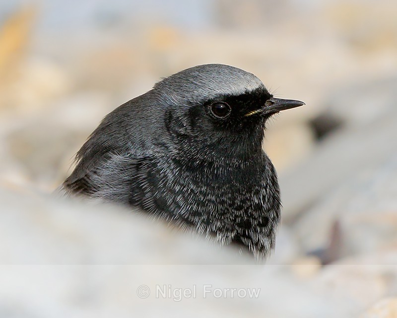 Black Redstart (male) close-up, Brean Sands, Somerset - Black Redstart