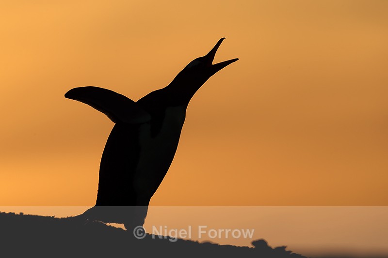 Silhouette of Gentoo Penguin calling, Sea Lion Island, Falklands - Gentoo Penguin
