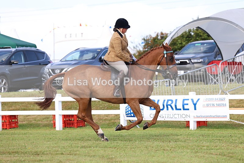 3E7A8241 - Class 2: Rising Star Large Hack/Riding Horse