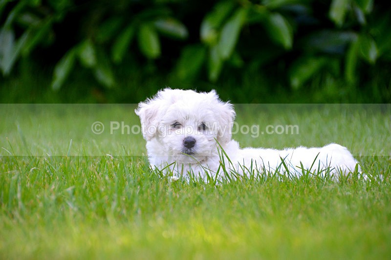  - Bichon Frises