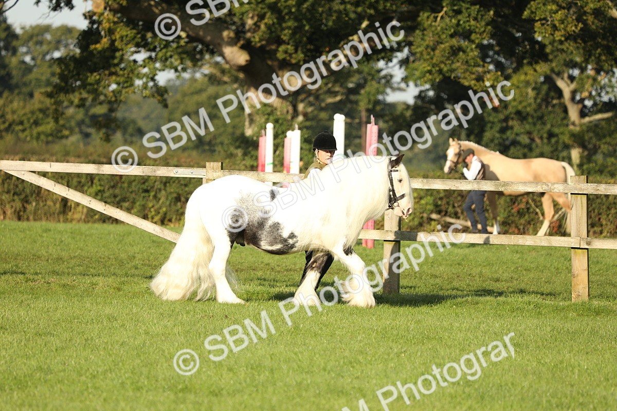 SBM_60808 - S43 - Coloured Pony In Hand