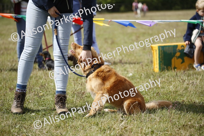 20250831-3663 - Dog Show