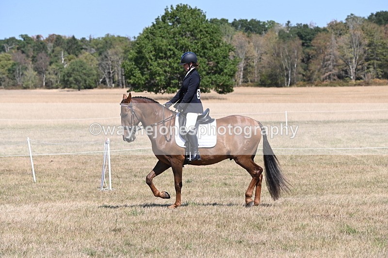 WJ6_8808 - Class 38 Ridden Riding Horse/Pony