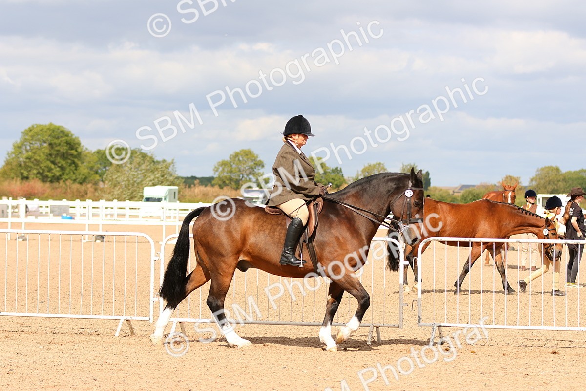 SBM_15459 - Class 214 - Ridden Show Cob