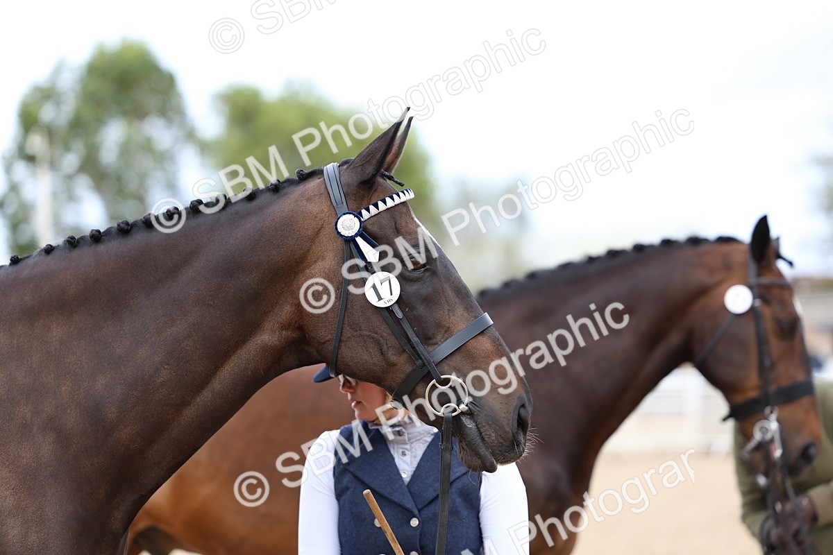 SBM_05750 - Class 28 - IH Veteran Horse