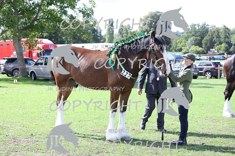 APP_3193 - Class 3 Youngstock