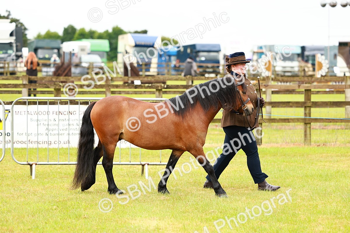 SBM_00256 - Class 58-67 - M&M Non Welsh Pony In hand