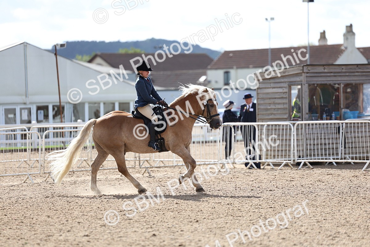 SBM_10790 - Class 305 - Ridden Foreign Breeds - Pure Bred