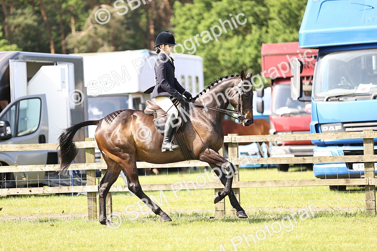 SBM_12892 - Class 75-76 LIHS BSHA Rising Star Hack Riding Horse