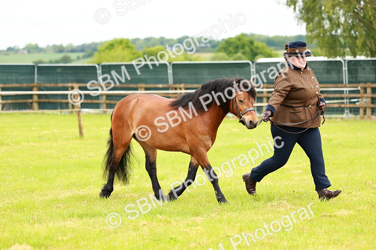 SBM_00273 - Class 58-67 - M&M Non Welsh Pony In hand