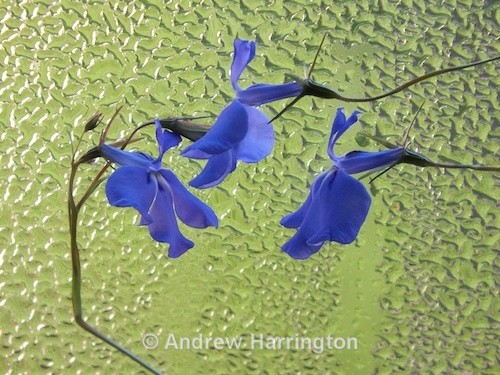 flower study - Photos 3