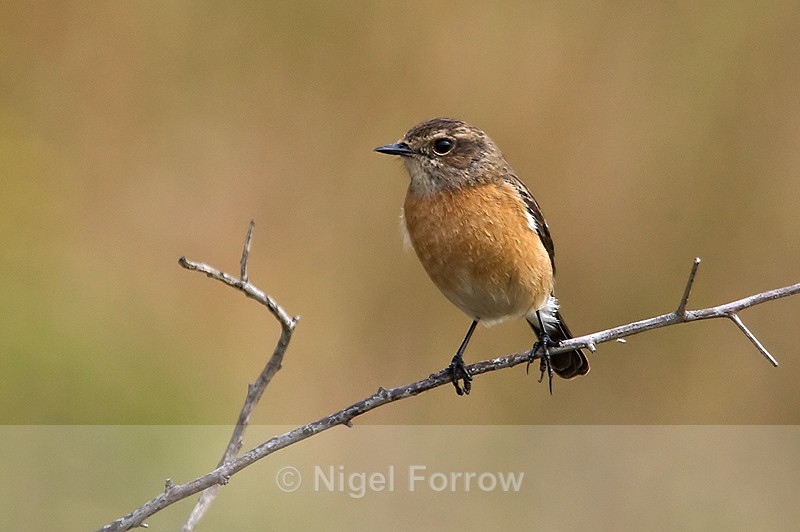African Stonechat (female) perched on a branch - African Stonechat
