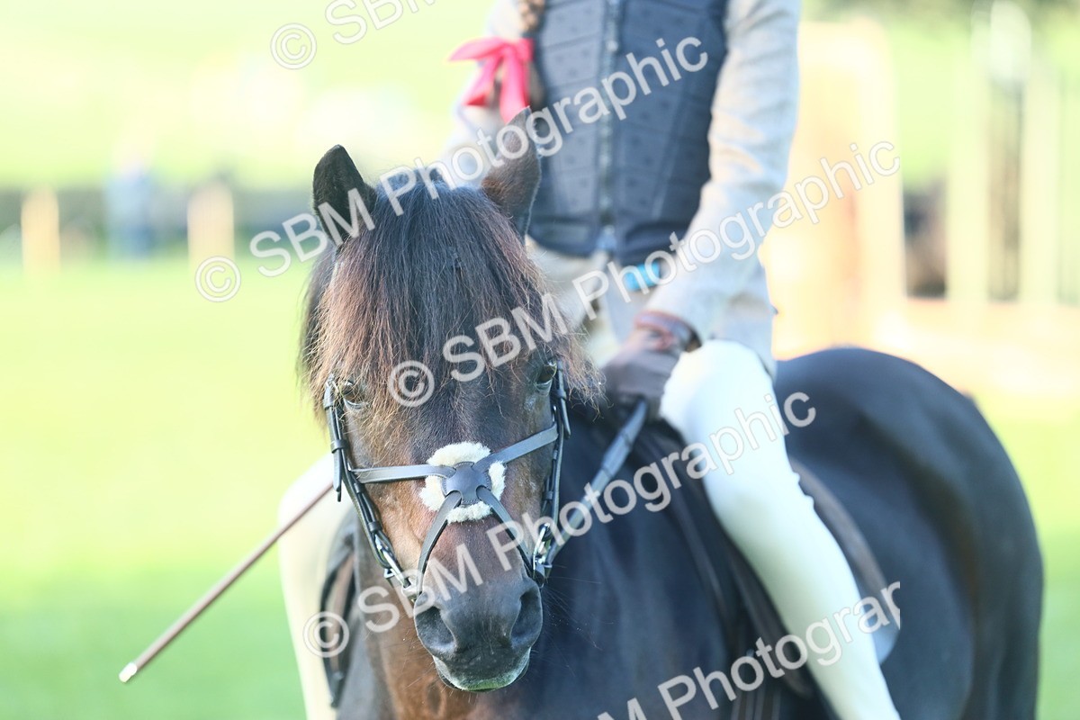 SBM_37312 - S29 - Novice & Newcomers Working Hunter Pony