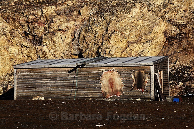 Drying reindeer skins 4320 - Autumn