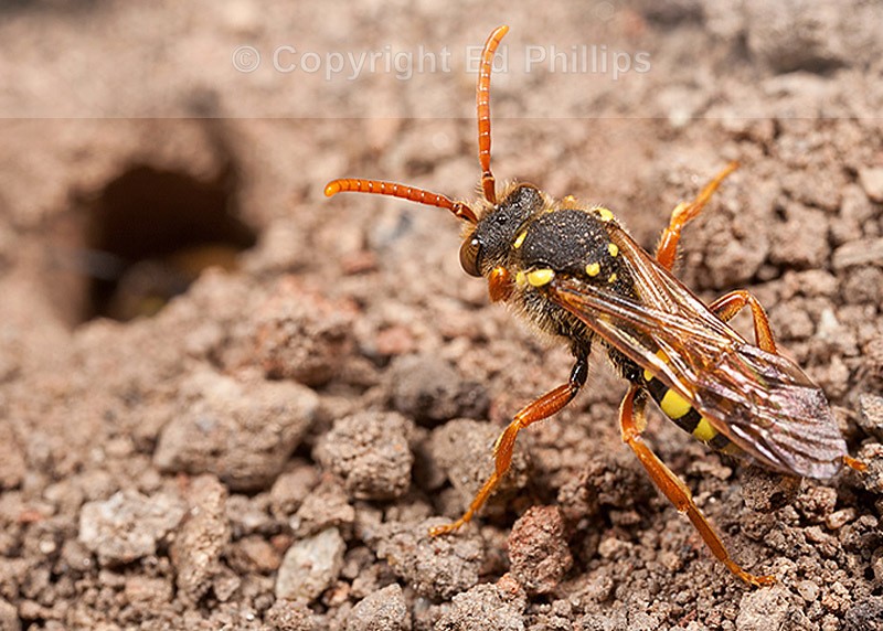N. goodeniana (f)