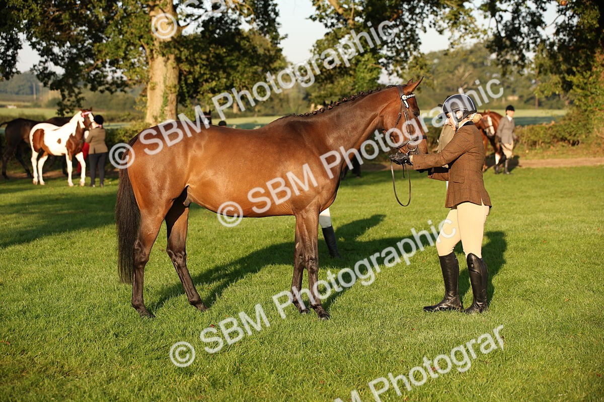 SBM_56901 - S49 - Riding Horse & Hack & Thoroughbred In Hand