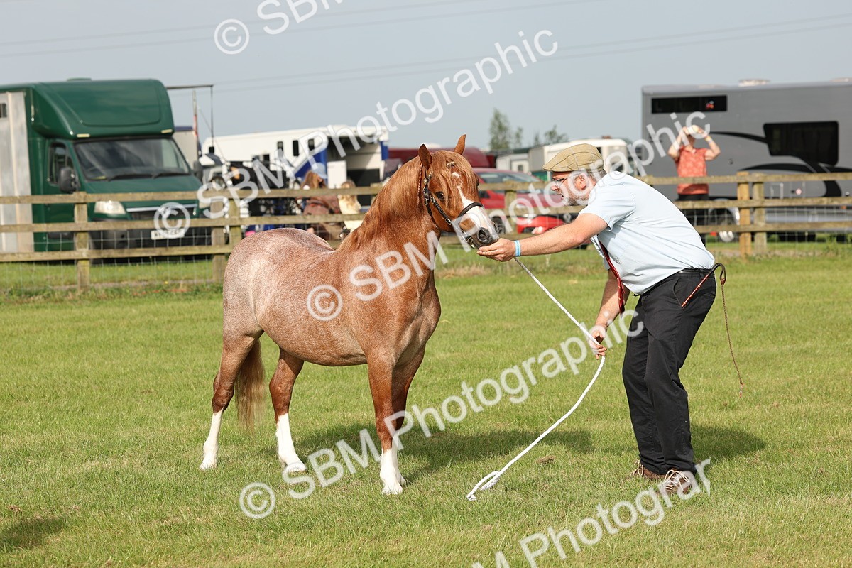 SBM_00449 - Class 6-13 - Mountatin and Moorland In Hand Welsh Breeds