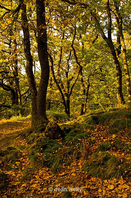 Tree - 7735 - Trees