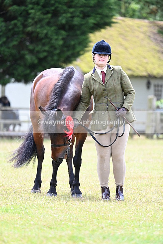 WJ7_6670 - Class 5 Handsome Gelding in hand
