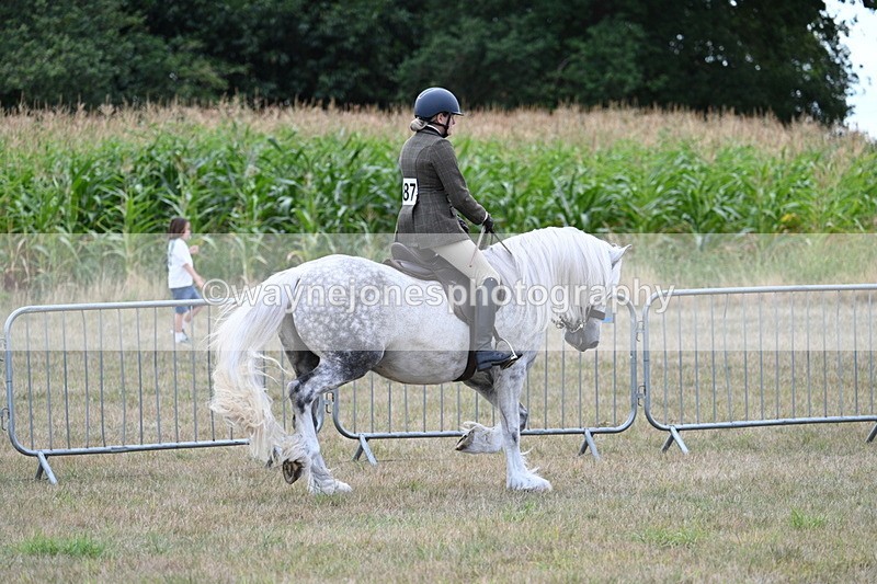 WJ7_4820 - Class 12 Ridden Cob