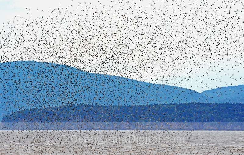 The Pixelated Sky