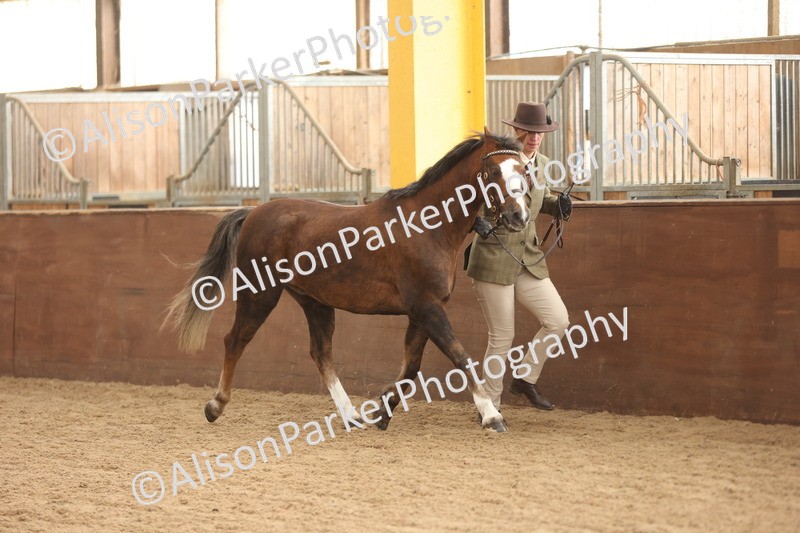 20251109-0612 - Class 22 - Geldings 4 Years and over