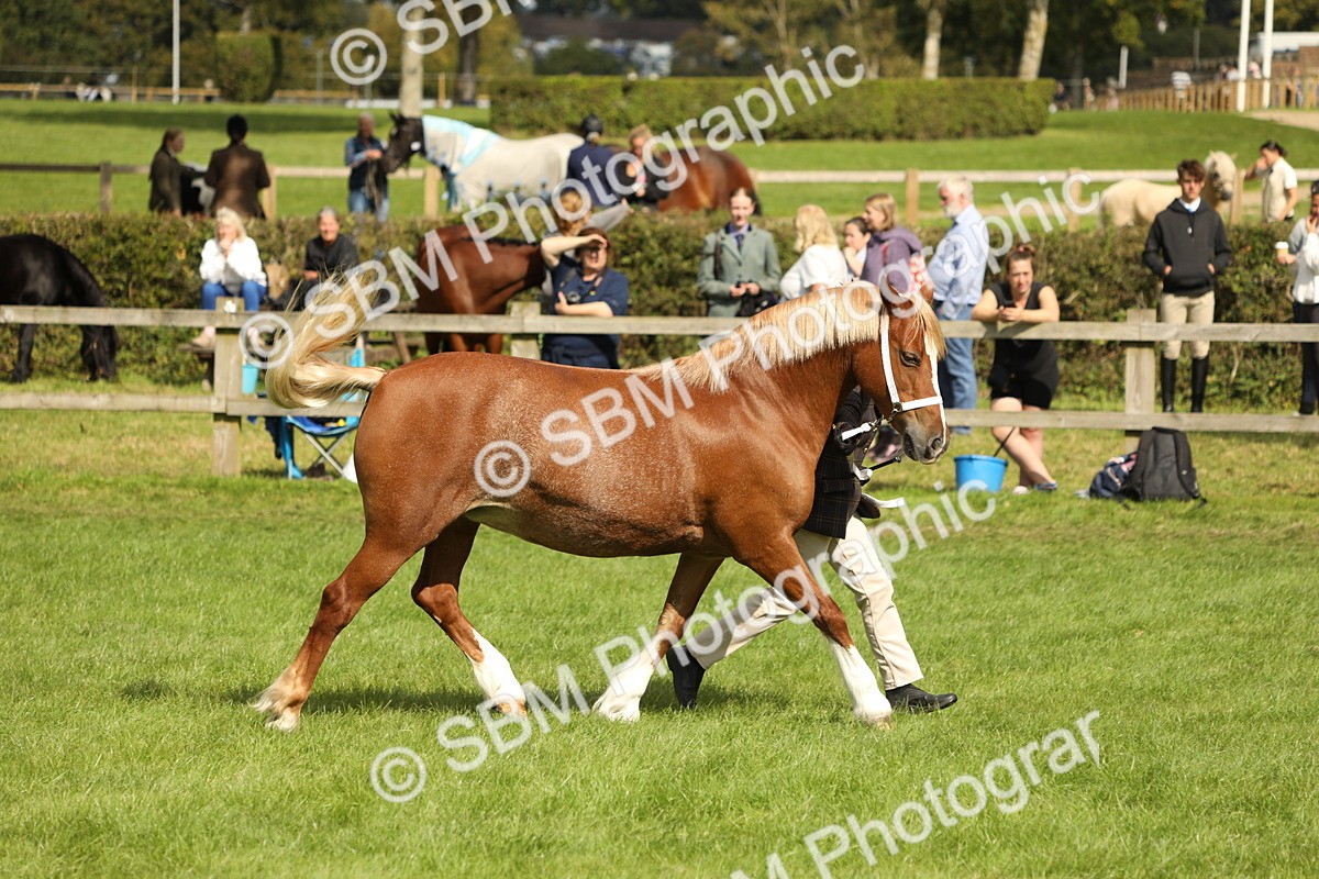 SBM_65437 - S47 - Mountain & Moorland In Hand Large Breeds