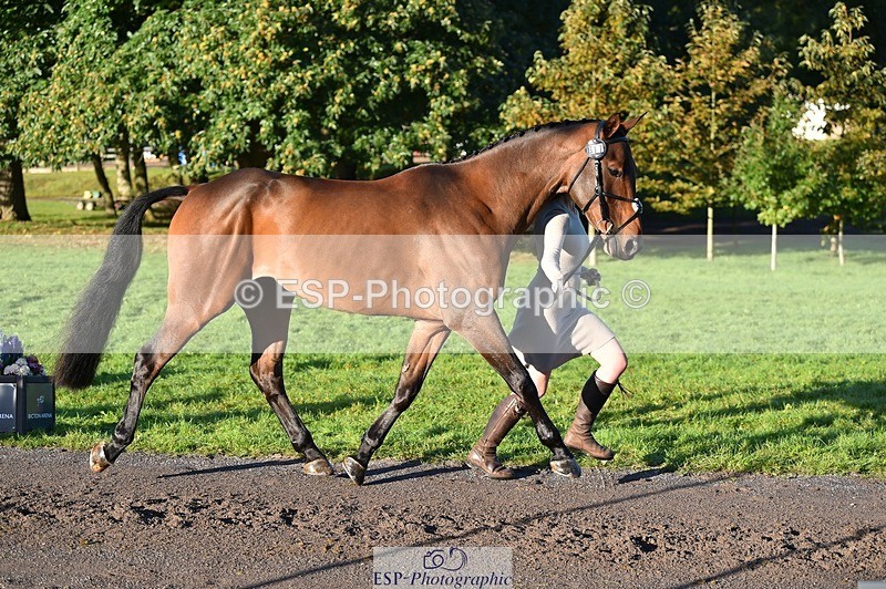 231022-092354-21756 - 617-MR.MISCHIEVOUS-Megan.Brown-TrotUp+SJ