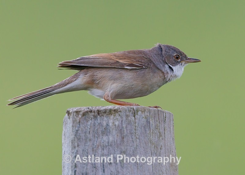 Whitethroat - Latest Images