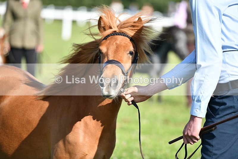 DSC_5702 - Class 49: NPS Shetland Youngstock