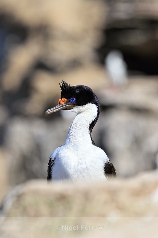 Front view of Imperial Shag, Carcass Island, Falklands - Imperial Shag