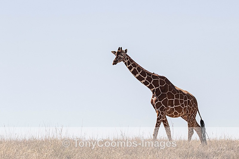 Reticulated Giraffe - Lewa ~ Other Mammals