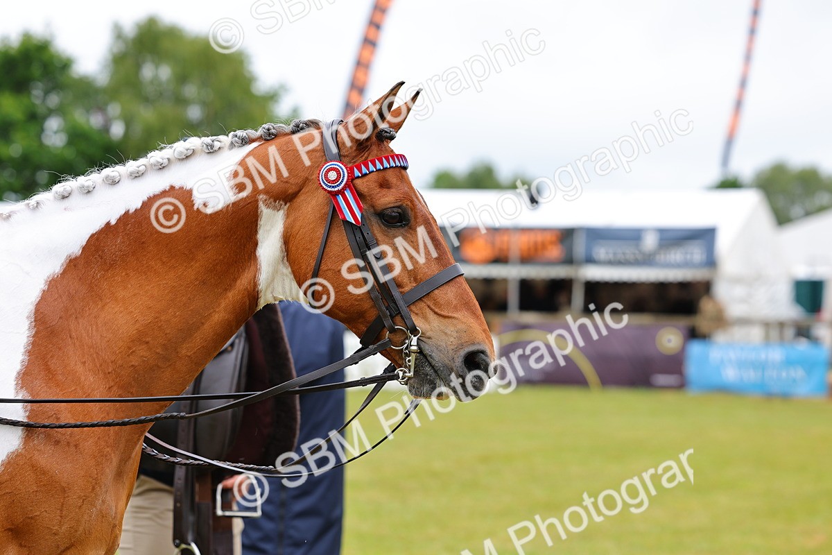 SBM_02548 - Class 9-11 Side Saddle including LIHS Rising Star Ladies Show Horse