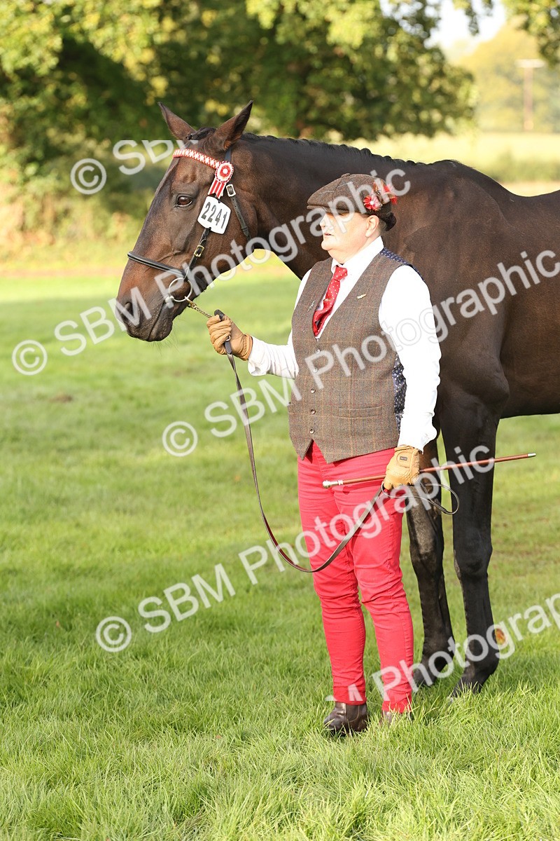 SBM_54971 - S52 - Riding Horse & Hack & thoroughbred In Hand